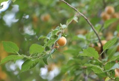Prunus domestica