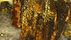 Henningsomyces candidus