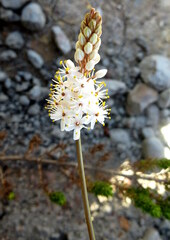 Bulbinella cauda-felis