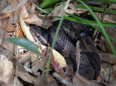 Agkistrodon piscivorus