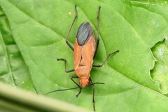 Leptocoris