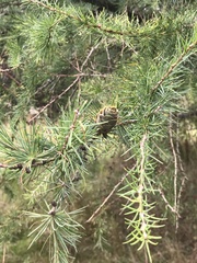 Larix decidua