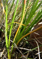Bulbinella cauda-felis