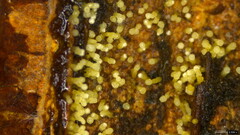 Henningsomyces candidus