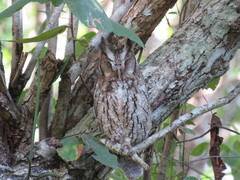 Megascops guatemalae