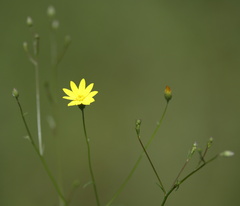 Croptilon divaricatum