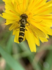 Fazia micrura