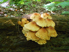 Pholiota squarrosoides