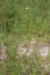 Croptilon divaricatum