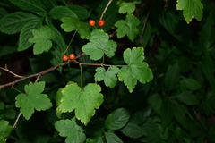 Ribes fasciculatum