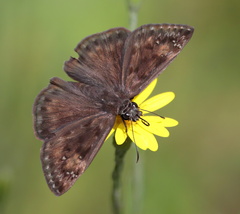 Erynnis horatius
