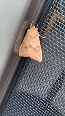 Noctuoidea