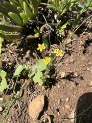 Zaluzianskya divaricata