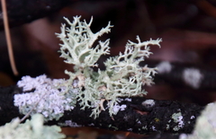 Evernia mesomorpha