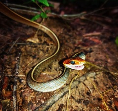 Chironius flavolineatus