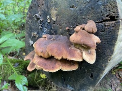 Lentinellus