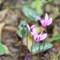 Cyclamen purpurascens