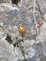 Harmonia axyridis