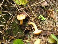 Chroogomphus rutilus