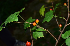 Ribes fasciculatum