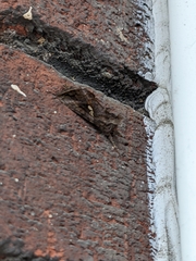 Autographa precationis