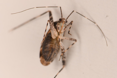 Phytocoris