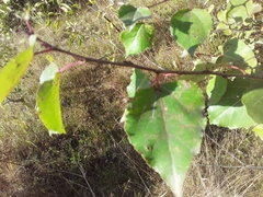 Prunus armeniaca
