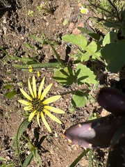 Arctotheca calendula
