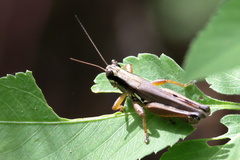 Paroxya atlantica