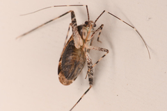 Phytocoris
