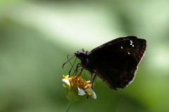 Erynnis zarucco