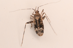 Phytocoris
