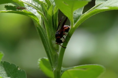 Pachodynerus erynnis