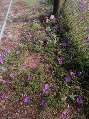 Ipomoea lozanii