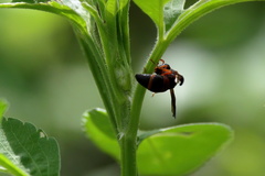 Pachodynerus erynnis