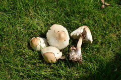 Chlorophyllum molybdites