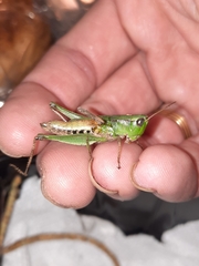 Dichromorpha viridis