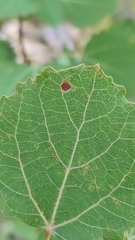 Aceria varia