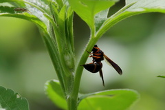Pachodynerus erynnis