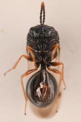 Pseudochalcura
