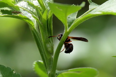 Pachodynerus erynnis