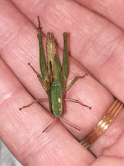 Dichromorpha viridis