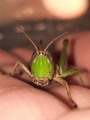 Dichromorpha viridis
