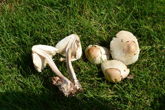 Chlorophyllum molybdites