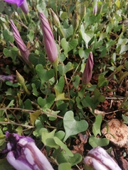 Ipomoea lozanii