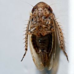 Streptanus aemulans