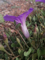 Ipomoea lozanii