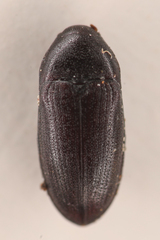 Aulonothroscus validus