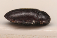 Aulonothroscus validus