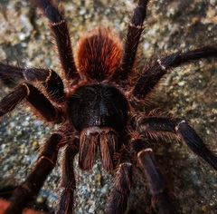 Acanthoscurria natalensis